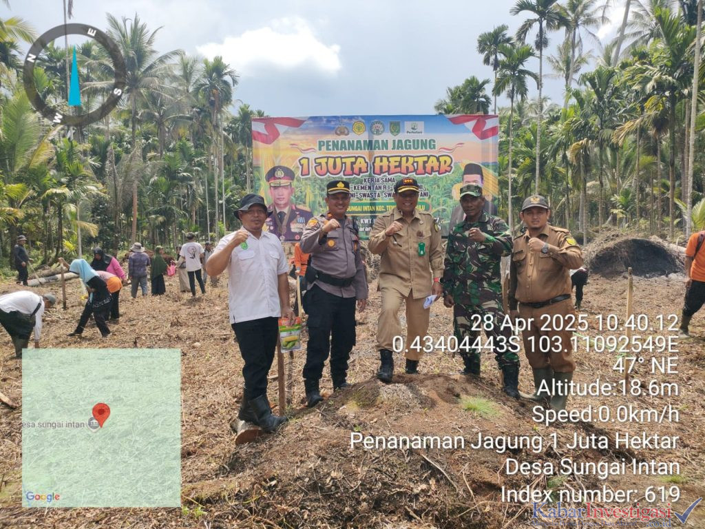 Tanam Jagung Serentak Dukung Ketahanan Pangan