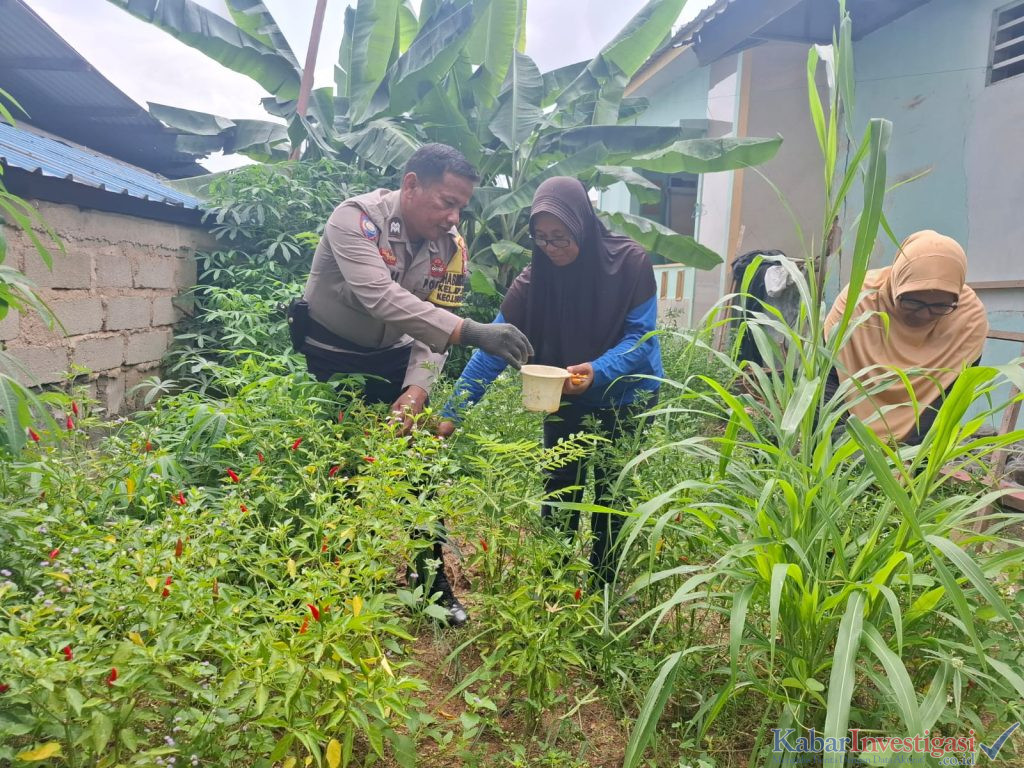 Bhabinkamtibmas Dukung Ketahanan Pangan, Panen Sayur di Kampung Pelita Wujud Asta Cita Presiden RI