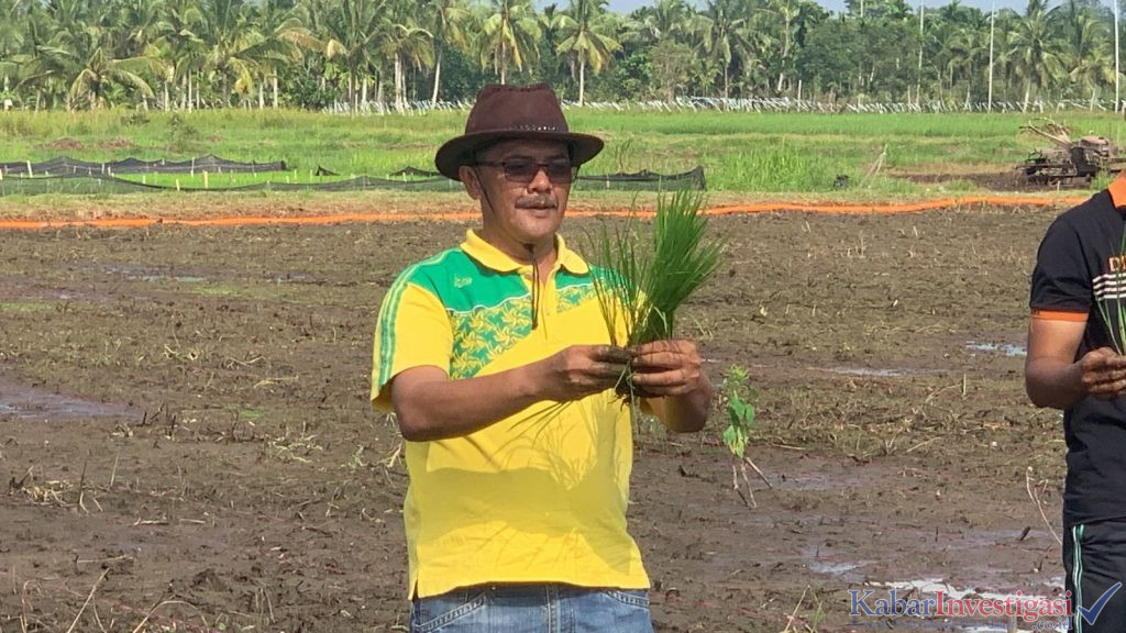 DPTPHP Tanam Perdana Padi Pasang Surut di Kabupaten Inhil Bukti Nyata Komitmen Pemerintah Kabupaten Inhil Mendorong Transformasi Pertanian Berbasis Inovasi Teknologi dan Keberlanjutan