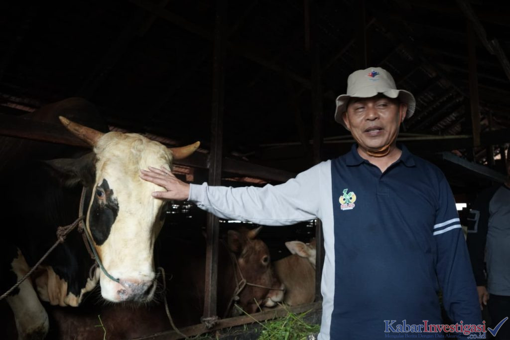 Bupati Inhil Tinjau Hewan Kurban Bantuan Presiden dan Gubernur, Siap Berlebaran Bersama Masyarakat di Sungai Guntung