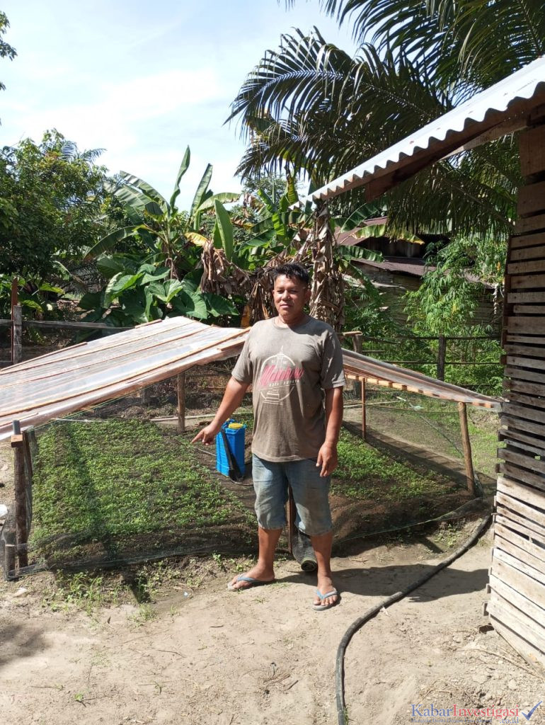 Panen di Lahan Kelapa Sawit: Warga Desa Siabu Salo Raup Dua Ton Cabai dari Kebun Sawit