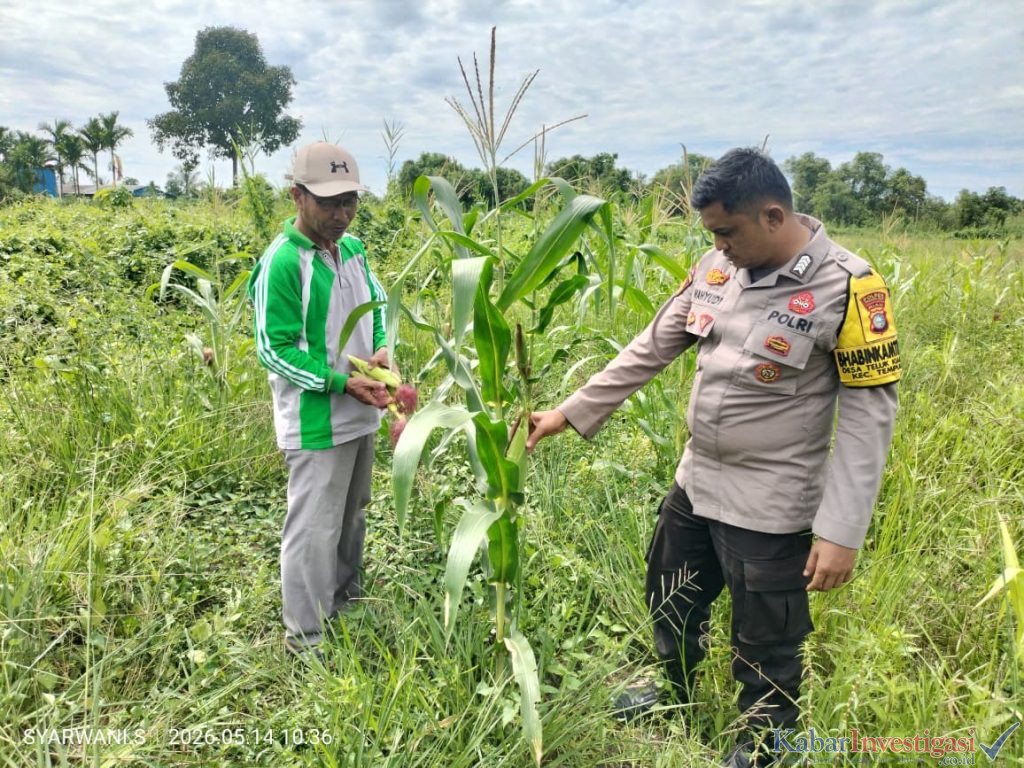 Polsek Tempuling Turun ke Lahan, Jagung Desa Teluk Jira Jadi Simbol Semangat Swasembada Pangan