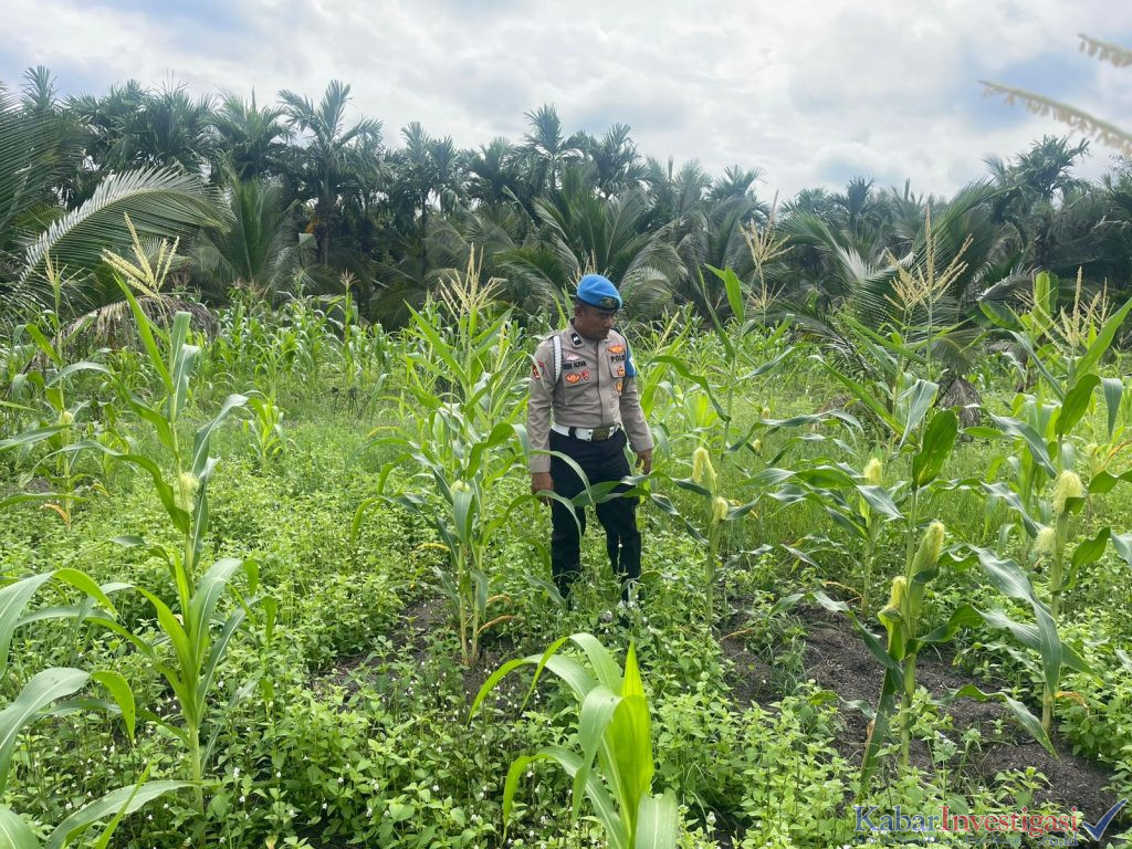 Dukung Ketahanan Pangan Nasional, Polsek Kuindra Pantau Pertumbuhan Jagung dengan Rutin