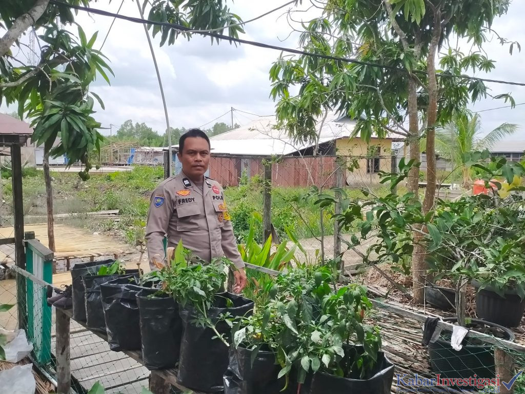 Dukung Ketahanan Pangan, Polsek Kuindra Cek Tanaman Cabai Berusia 35 Hari