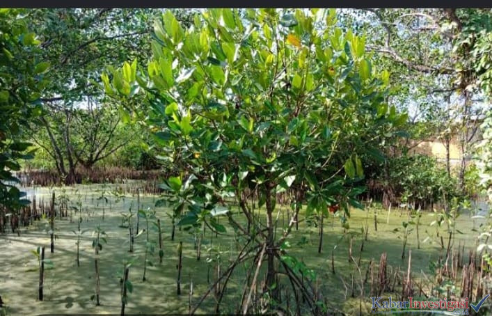 Pemerintah dan Perusahaan Diminta Jelaskan Status Lahan Mangrove di Tanah Merah