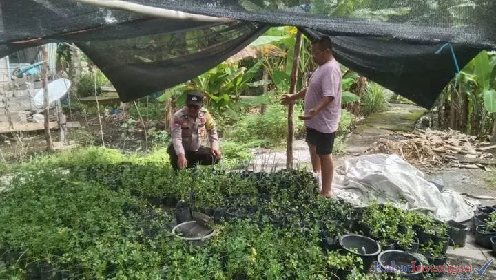 Polri Hadir Untuk Rakyat Swasembada Pangan Dimulai dari Tanam Seledri di Desa Tanah Merah