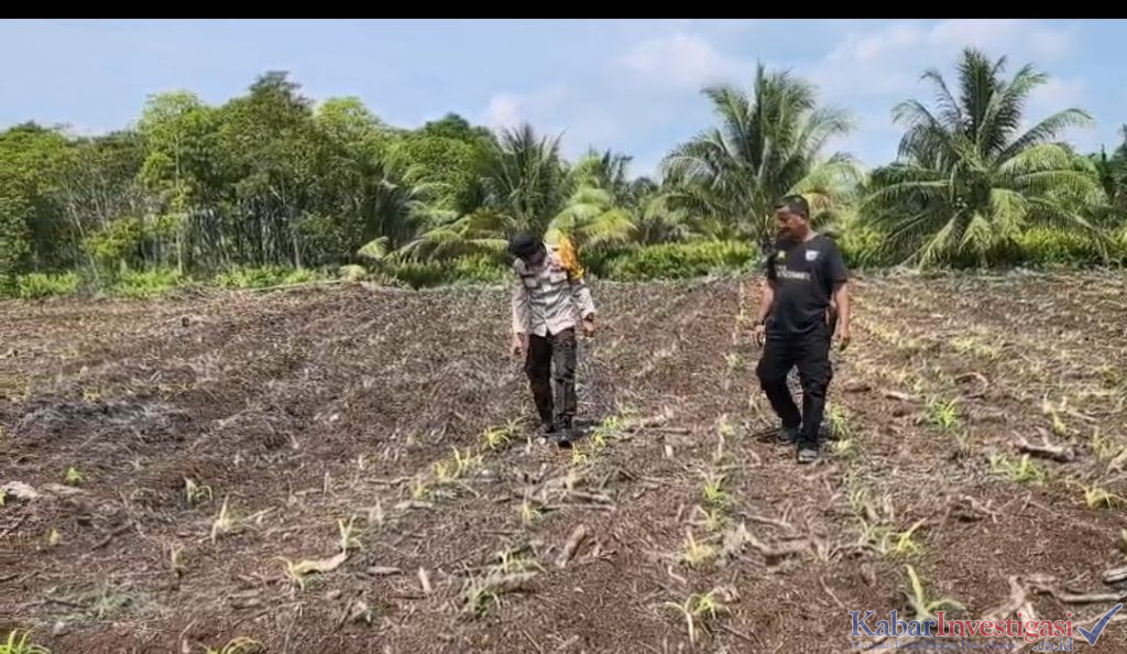 Bhabinkamtibmas Polsek Mandah Cek Perkembangan Tanaman Jagung di Lahan PT RSA, Dukung Swasembada Pangan