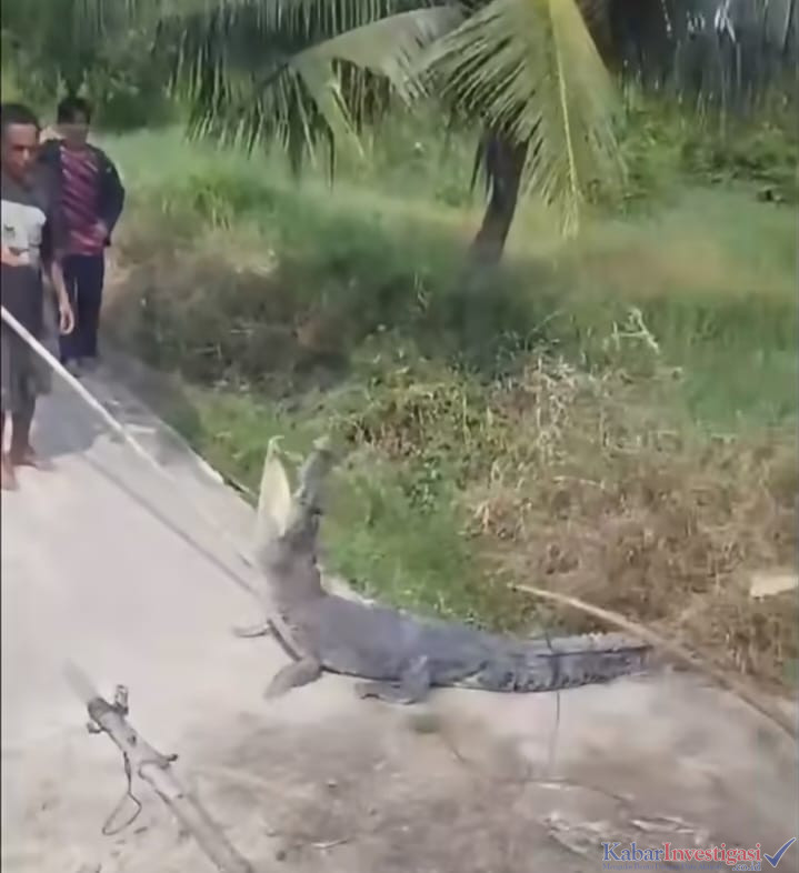 WARGA BERHASIL TANGKAP BUAYA MUARA DI SUNGAI UNDAN RETEH