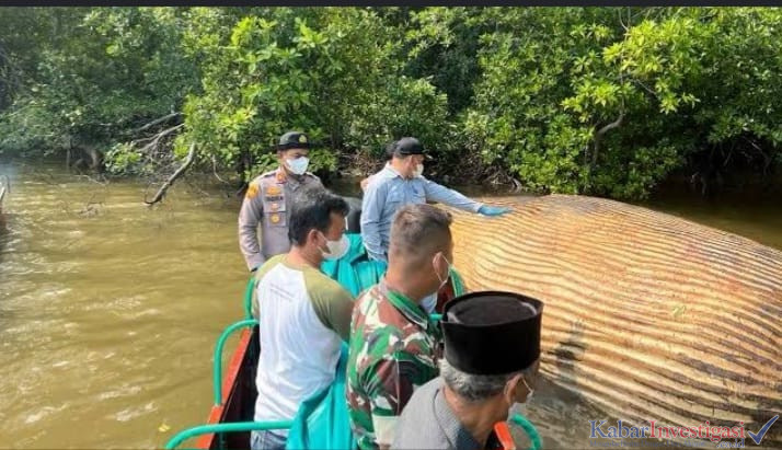 Bangkai Dievakuasi dari Sungai Bahale ke Perairan Menteban, Diikat di Pohon Bakau dan Diambil Sampel Darah untuk Uji Lab