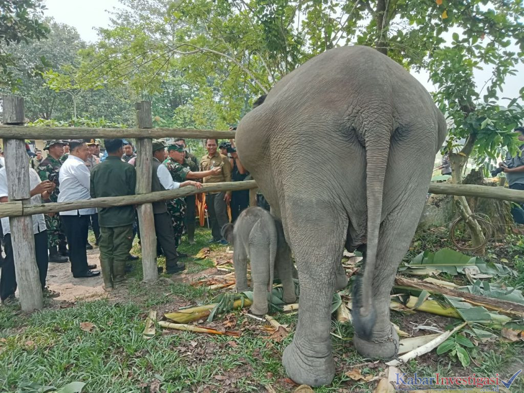 Pangdam XIX/Tuanku Tambusai Dampingi Menteri Kehutanan Tinjau Flying Squad Tesso Nilo, Perkuat Upaya Pelestarian Gajah Sumatra